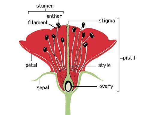 Draw The Female Reproductive Part Of A Flower And Label It Science How Do Organisms