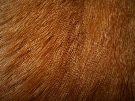 Cat Fur Texture 2 By ~orangen Stock On Deviantart Fur Textures Fur