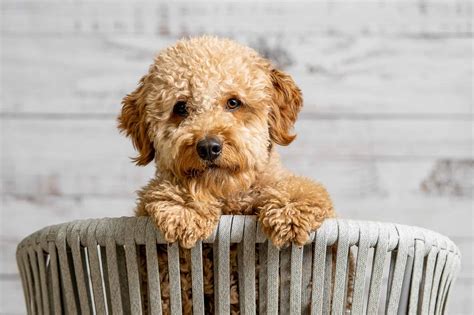 Mini Goldendoodle Friendly Golden Retriever Mini Poodle Mix