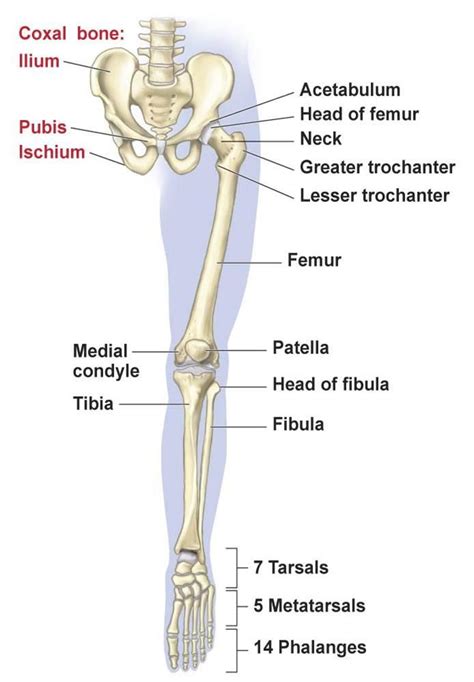 Lower Limb Bones Muscles Joints Nerves How To Relief