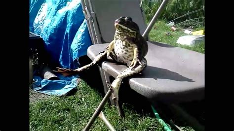 Maybe you would like to learn more about one of these? frog sitting like human - YouTube