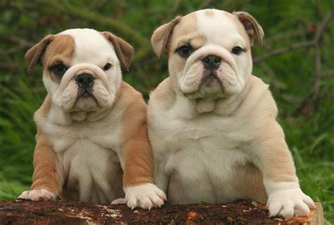 The massive head, of which the circumference should equal at least the height of the dog at. English bulldog puppy for sale