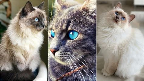 VÍdeo 10 Raças De Gatos Com Olhos Azuis