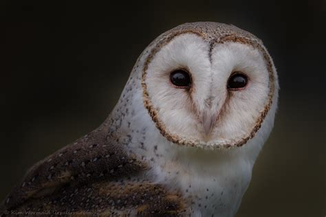 Cute Barn Owl Face