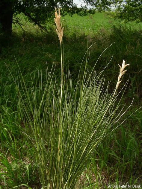 Order delivery online from saltgrass steak house in plano instantly with seamless! Distichlis spicata (Saltgrass): Minnesota Wildflowers