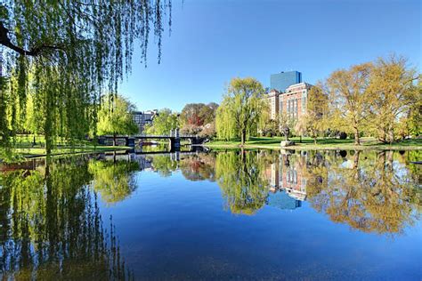 Boston Public Gardens Stock Photos Pictures And Royalty Free Images Istock
