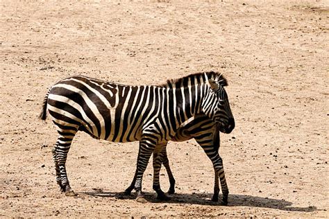 Animal With Zebra Legs Pictures Stock Photos Pictures And Royalty Free