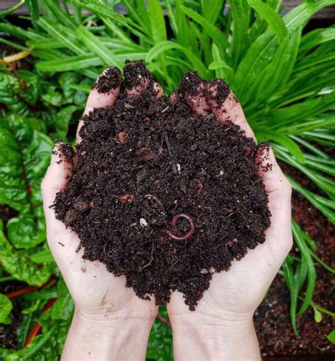 Composting 101 What Why And How To Compost At Home Homestead And