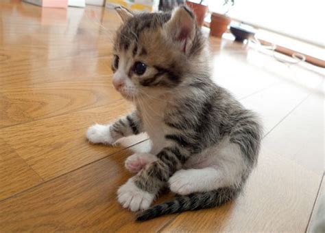 Cute Kittens 20 Great Pictures Kitty Bloger We Heart It Kittens