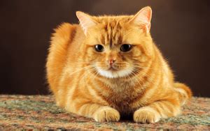 All orange cats are tabbies , but not all tabbies are orange cats! 47 Unique Ginger Cat Names From Ginger-colored Kittens