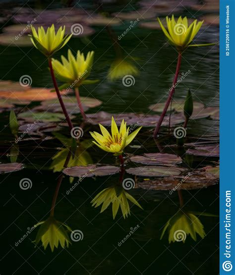 Vertical Shot Of Beautiful Yellow Water Lily Nymphaea Mexicana
