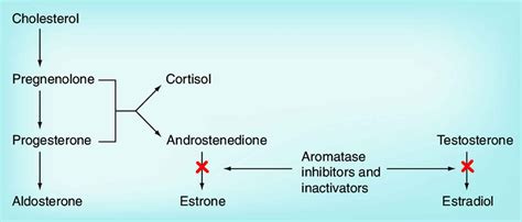 Aromatase Inhibitors Drugs Uses Aromatase Inhibitors Side Effects