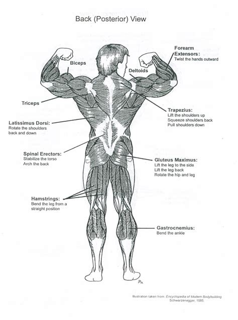 Muscle Anatomy Chart Muscle Anatomy Muscle Diagram Anatomy Images