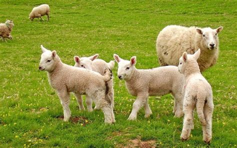 1920x1080px 1080p Free Download Flock Of Sheep Baby White Field