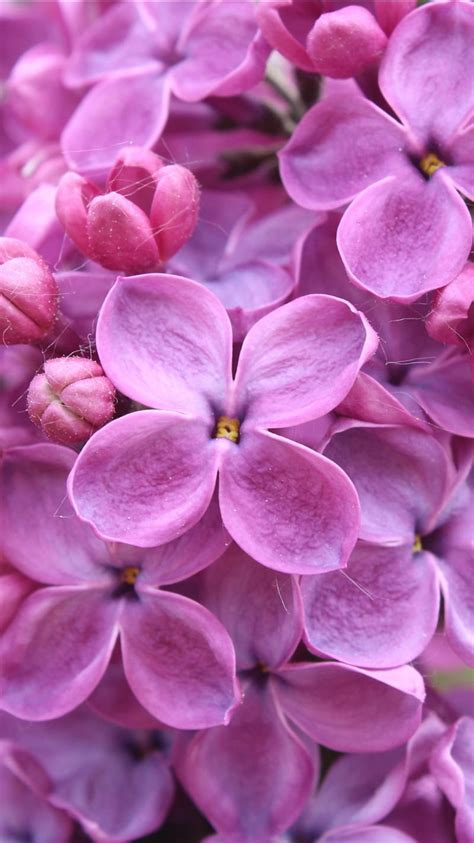 Purple Lilac Flowers Nature Hd Phone Wallpaper Peakpx