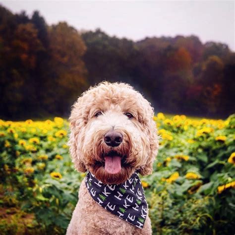 138 Likes 20 Comments Indy The Goldendoodle Indythegoldendoodle