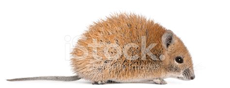 Profile Of A Golden Spiny Mouse Acomys Russatus White Backgrou Stock