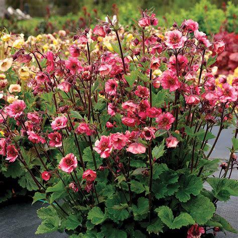 A perennial plant database of over 4000 perennials, photos, detailed perennial plant profiles, gardening tips and information, resources, videos and more featuring heritage perennials. New perennials for Spring 2021 - Landscape Ontario