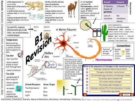 B Poster Summary Science Notes Biology Revision Gcse Biology Revision
