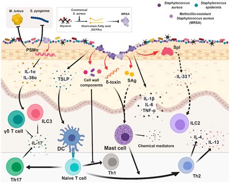 Ijms Free Full Text Interactions Between Host Immunity And Skin