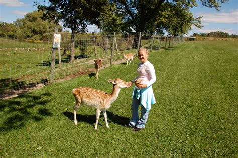 Sheep Cow And Donkey Gallery Oshawa Zoo