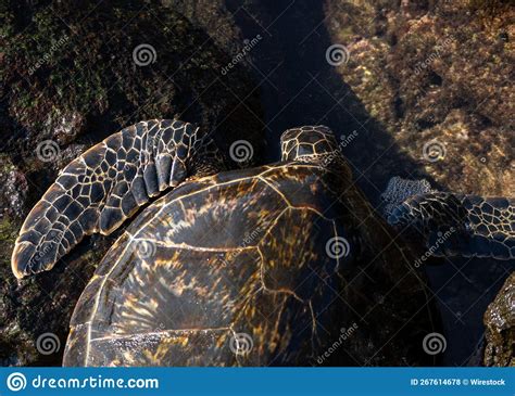 Big Sea Turtle On Laniakea Beach Also Known As Turtle Beach Oahu