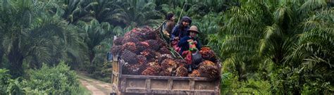 Leapfrogging Towards Sustainable Palm Oil