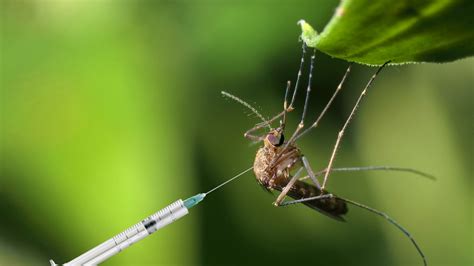 genetically modified mosquitoes  stop zika