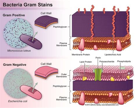 Image Result For Gram Positive Vs Gram Negative Microbiology