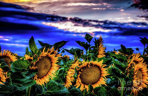 Sunflower Sunset Photograph By Paul Gillham Pixels