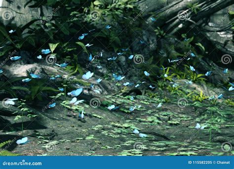 Flock Butterflies In Magical Forest Stock Illustration Illustration