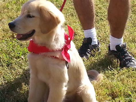 Puppy Training Camp Bow Wow / Meet the Team | Camp Bow Wow McHenry