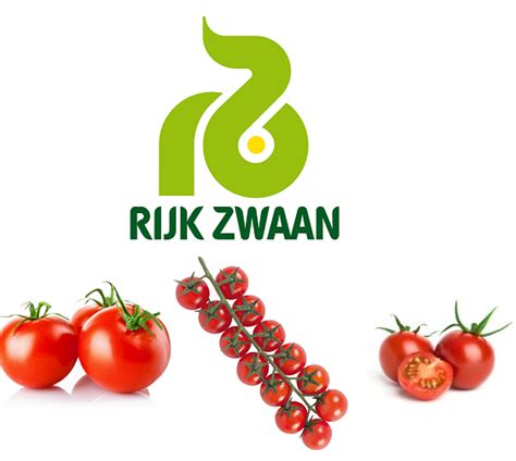 Nouveautés Tomates Prometteuses Chez Rijk Zwaan Hortitecnews