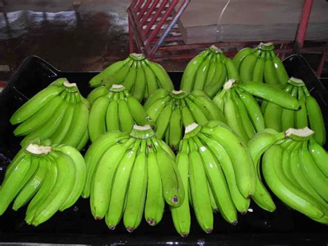 Everything You Wanted To Know About The Gmo Banana