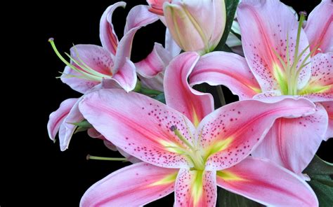 Nature Lily Hd Wallpaper