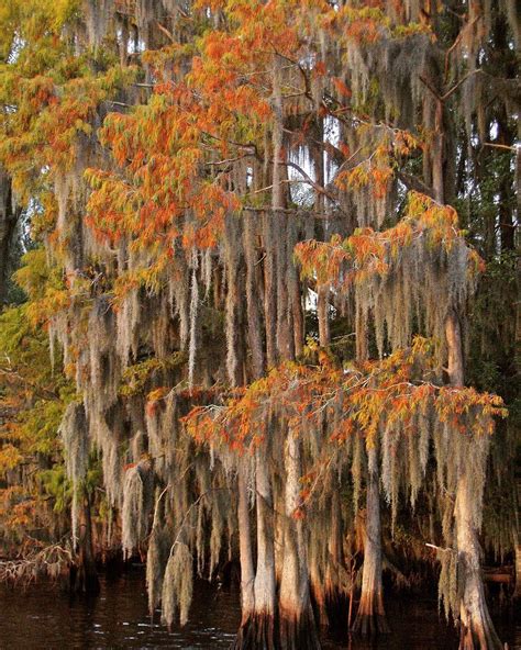 This Is What Fall Looks Like In Florida Majestic Cypress Trees In The