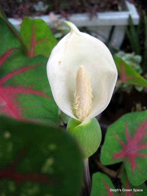 Keep weeds under control during the caladium growing season. MY PLANT FINDER | Plant Guide: Caladium x hortulanum