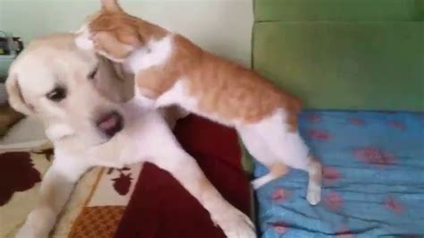 Cat Attacking Dog Youtube