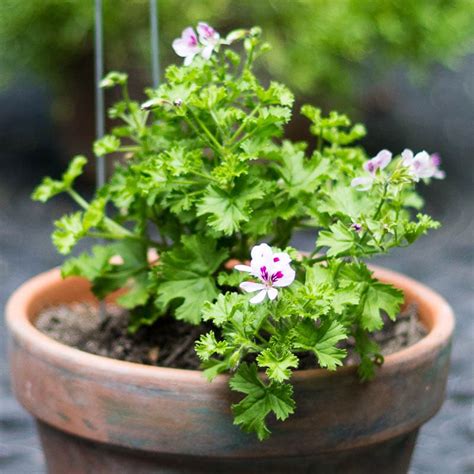Scented Geraniums Another Fragrant Beauty Youll Want To Grow