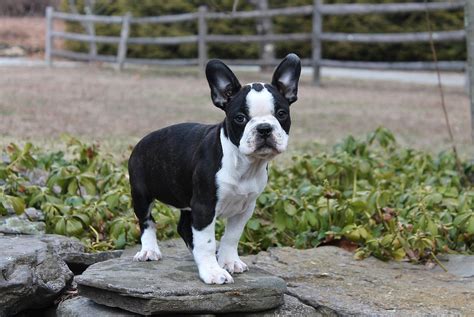 Frenchton puppy (boston terrier french bulldog mix): Frenchton (French Bulldog Boston Terrier Mix) Info ...