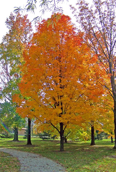 29 Maple Trees In Fall Maps Database Source