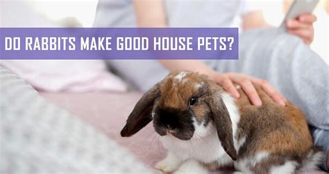 Do Rabbits Make Good House Pets Pet Hero