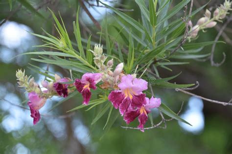 Budding And Blooming Desert Willow Plant In The Summer Stock Photo