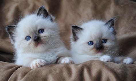 20 Cat Breeds Who Make The Cutest Kittens