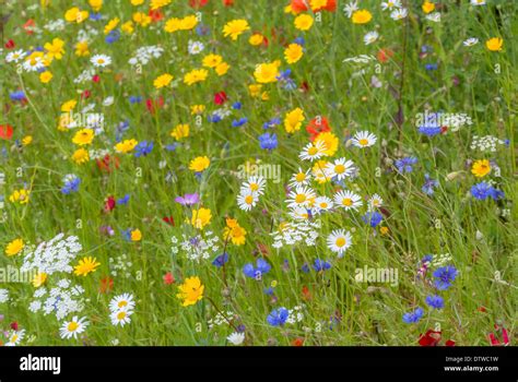 Wildflower And Meadow Hi Res Stock Photography And Images Alamy