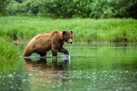 Grizzly Bear Christopher Martin Photography