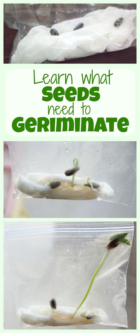 Learn What Seeds Need To Germinate With This Science Experiment Life