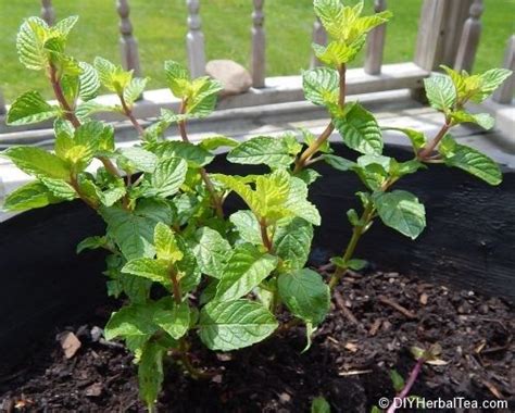 Harvesting Mint When And How To Harvest Fresh Mint