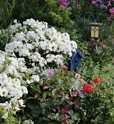 Mildew Resistant Volcano White Phlox Has A Lovely Fragrance Flagpole