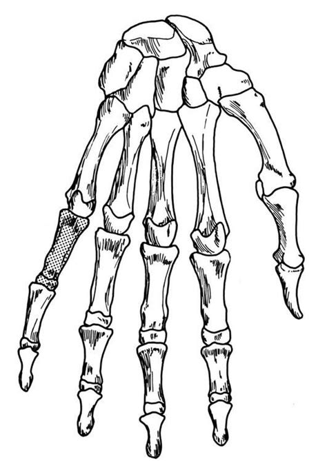 Hand Skeleton Skeleton Hand Tattoo Hand Skeleton Skeleton Drawings